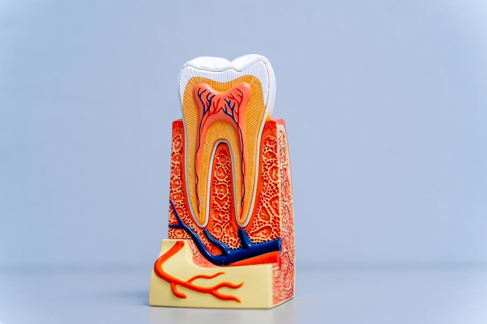 5-Important-Facts-About-Root-Canal-Treatment.jpg